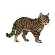 山猫